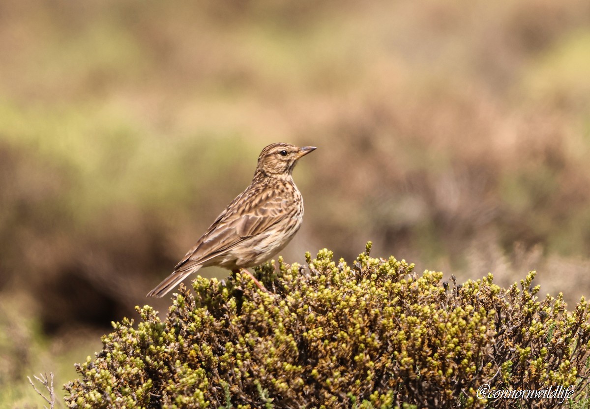 Large-billed Lark - ML642761473
