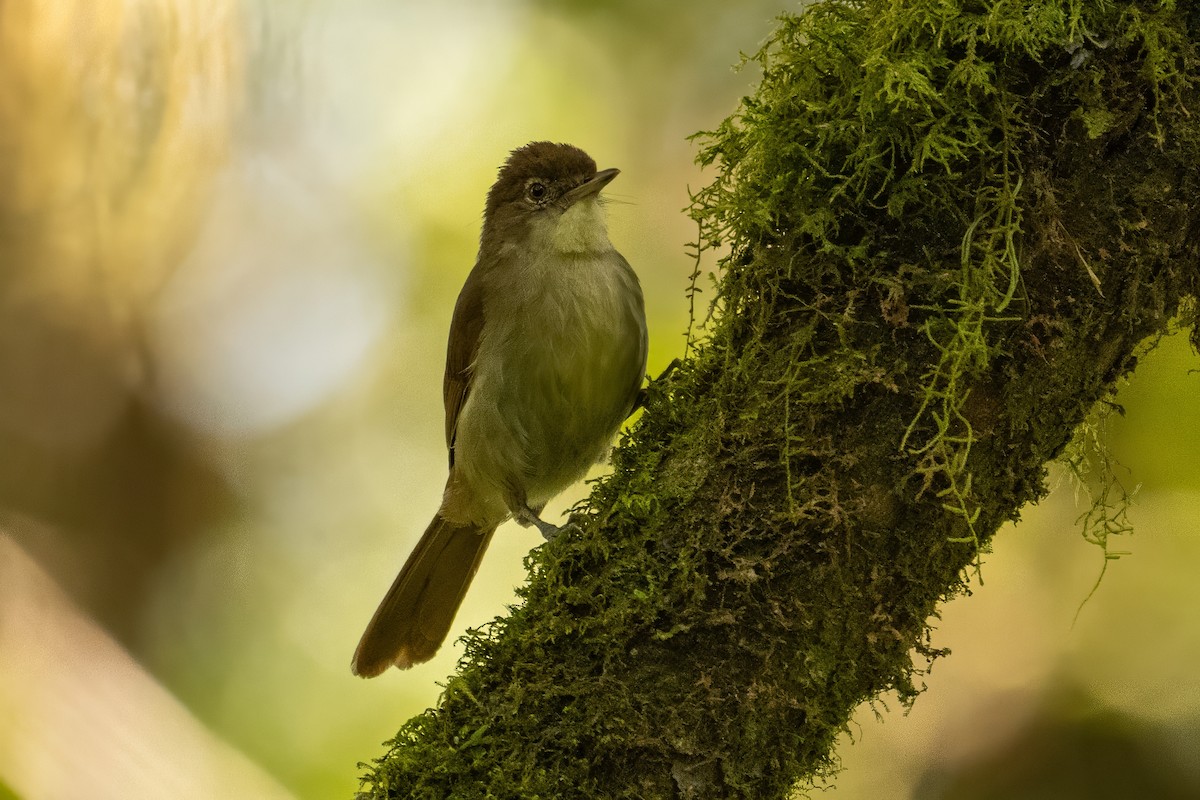 Cabanis's Greenbul - ML642761474
