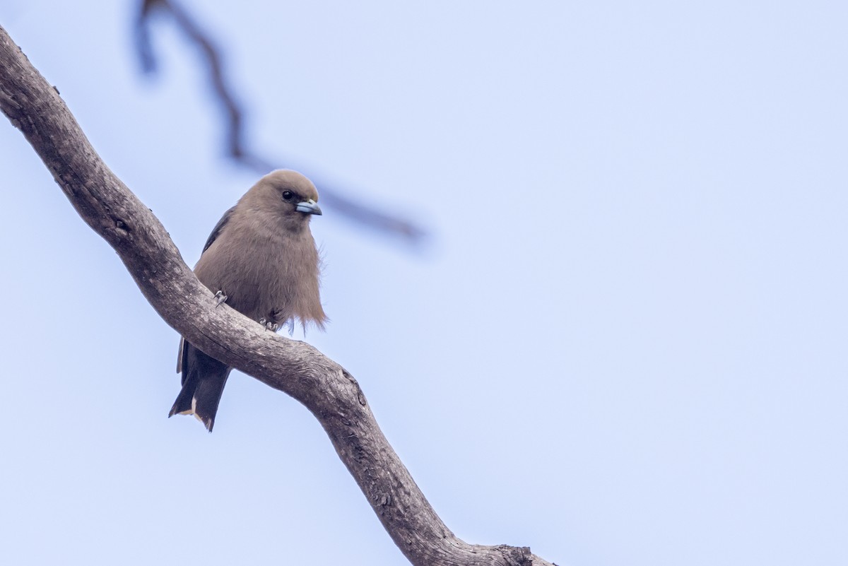 Dusky Woodswallow - ML642761476