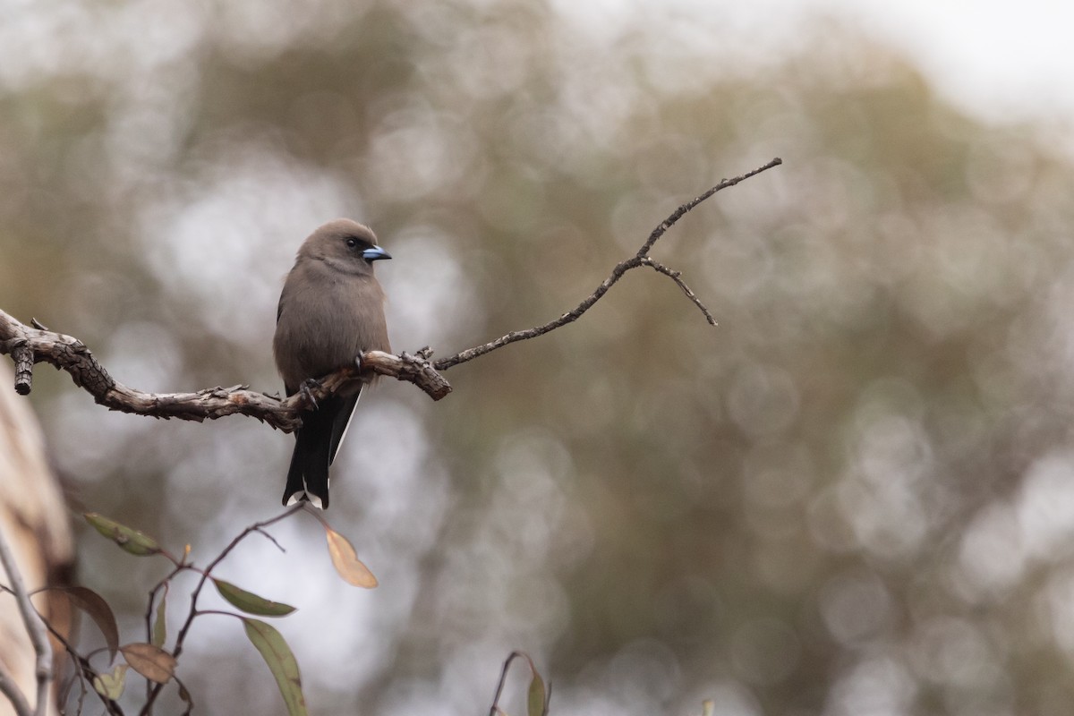 Dusky Woodswallow - ML642761477