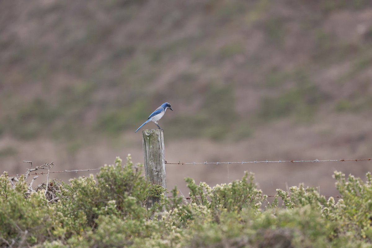California Scrub-Jay - ML642761479