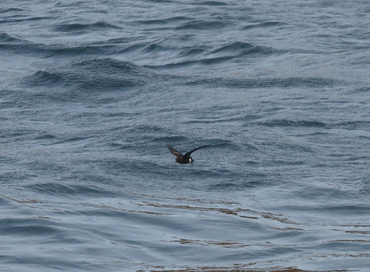 Elliot's Storm-Petrel - ML642761484