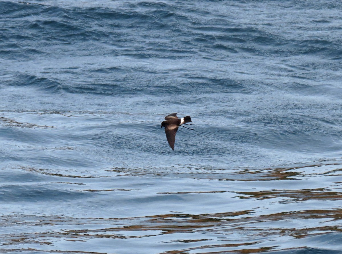 Elliot's Storm-Petrel - ML642761485
