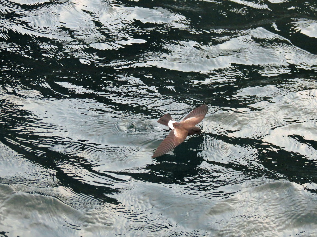 Elliot's Storm-Petrel - ML642761486