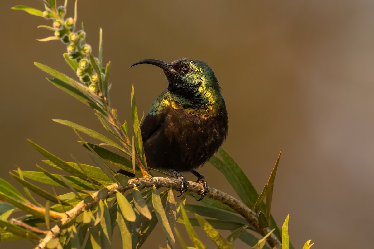 Bronze Sunbird - ML642761487