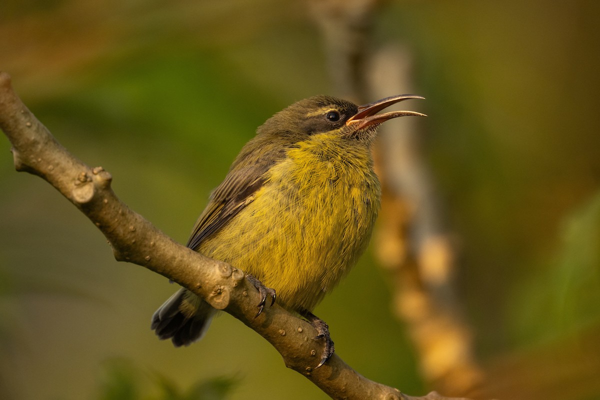 Bronze Sunbird - ML642761488