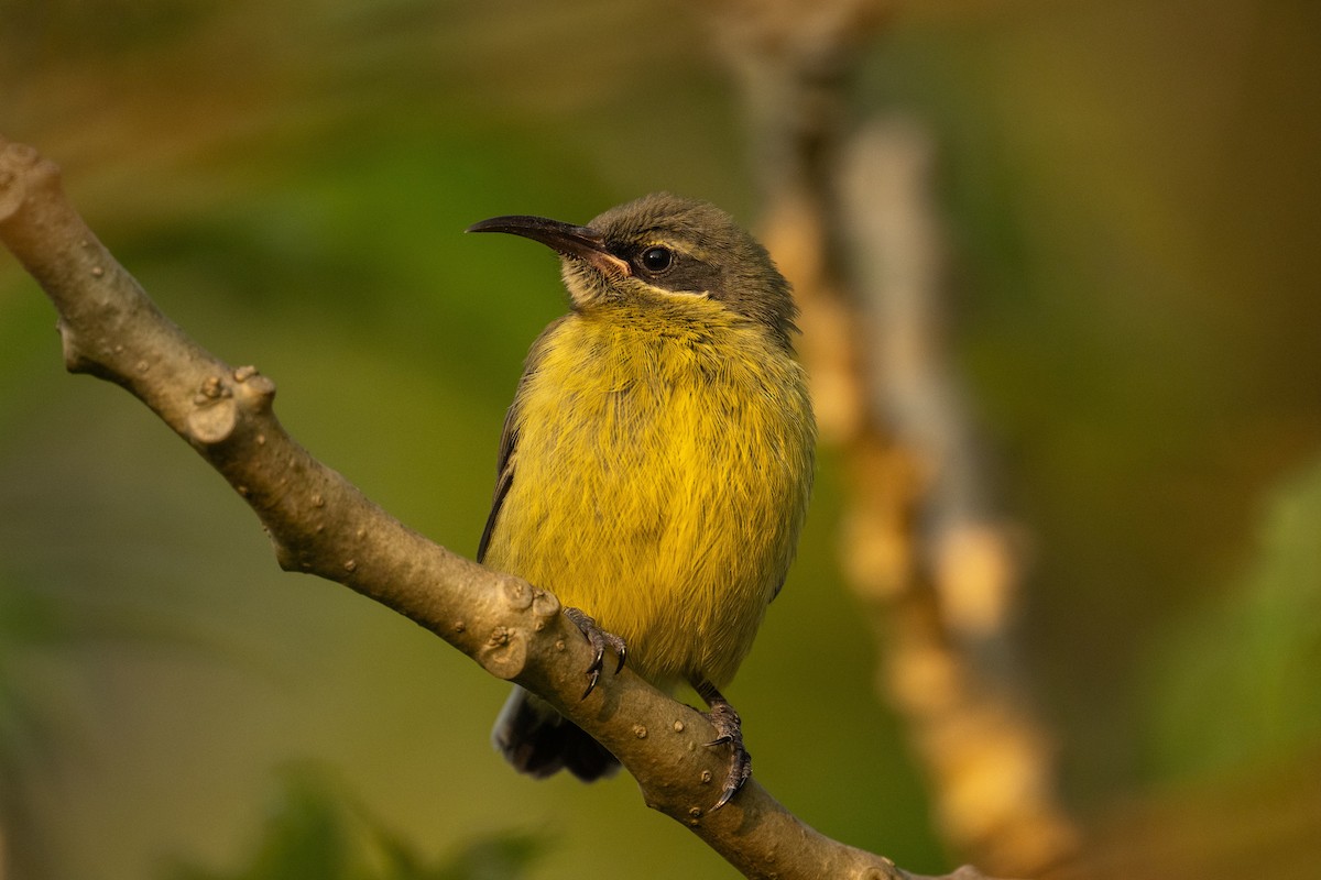 Bronze Sunbird - ML642761489