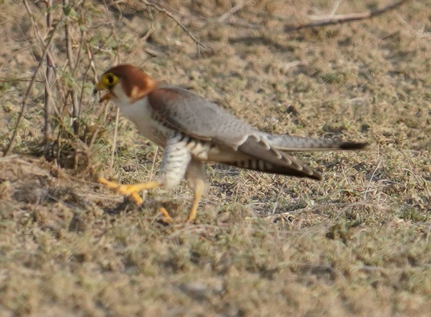 Red-necked Falcon - ML642761491