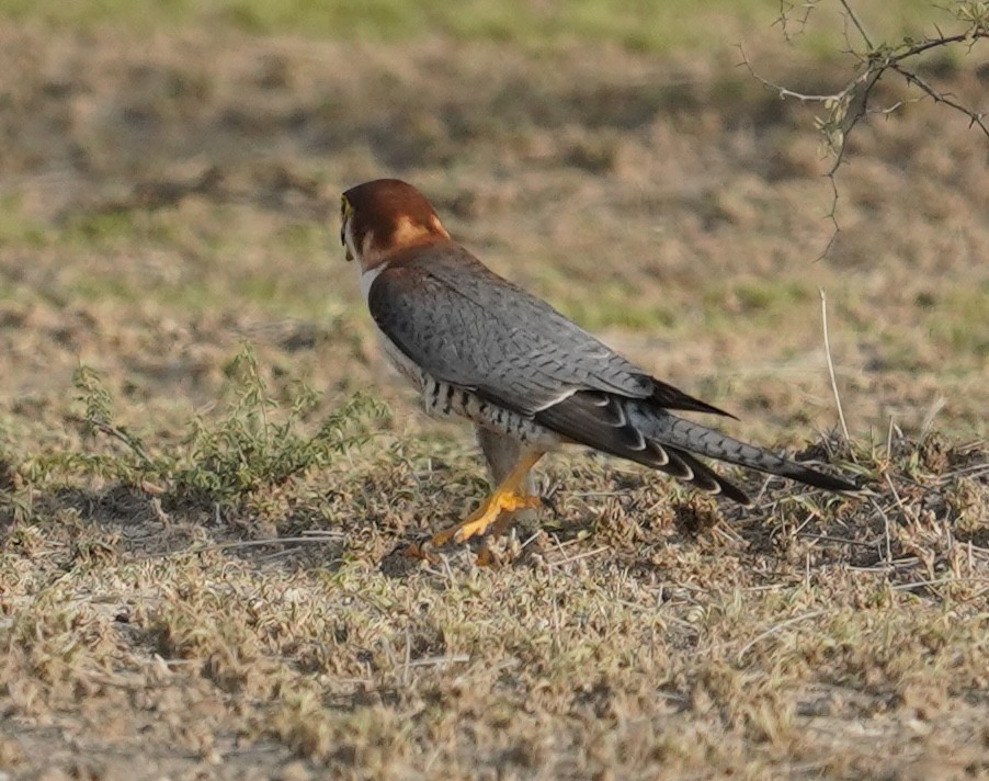 Red-necked Falcon - ML642761502