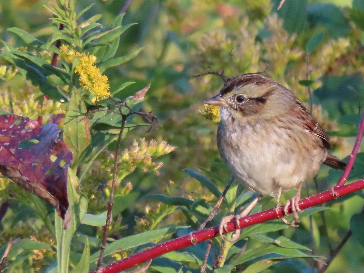 Swamp Sparrow - ML642761503