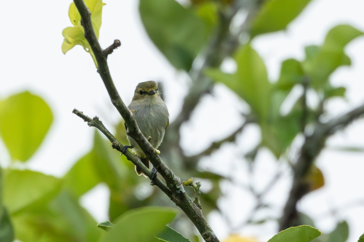 Choco Tyrannulet - ML642761507