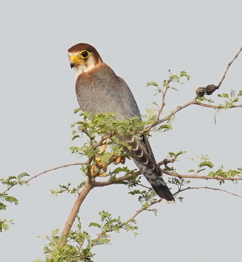 Red-necked Falcon - ML642761509