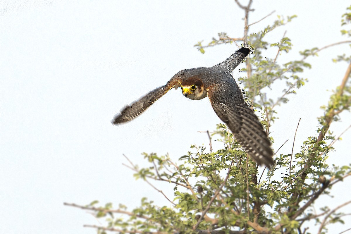 Red-necked Falcon - ML642761523