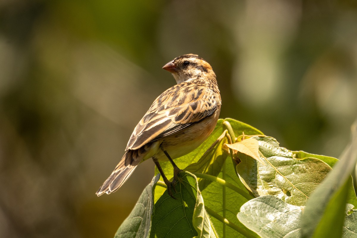 Pin-tailed Whydah - ML642761524
