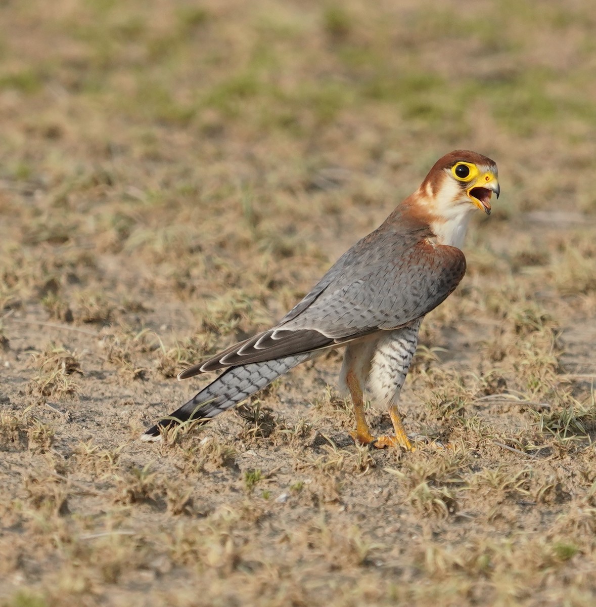Red-necked Falcon - ML642761526
