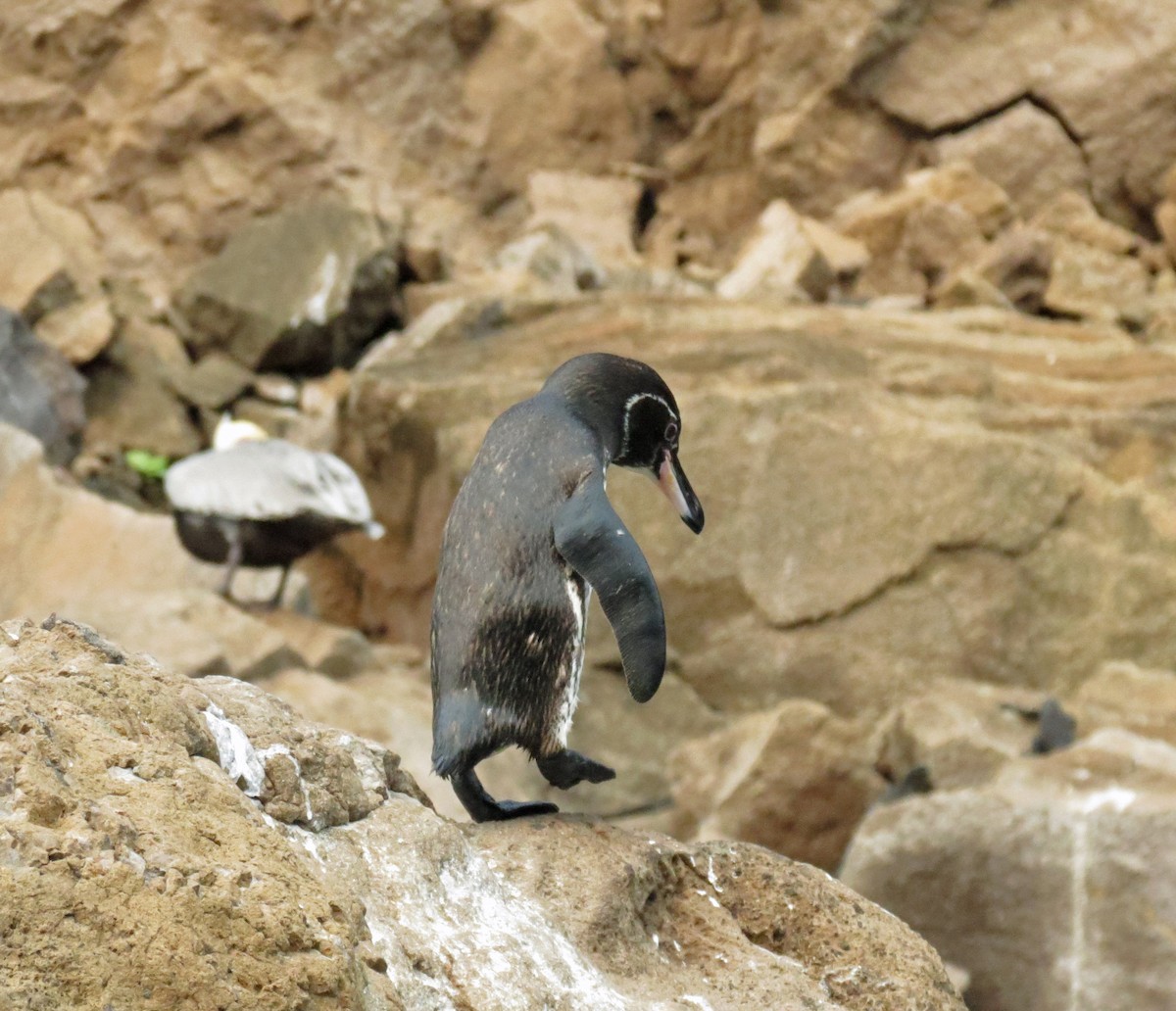 Galapagos Penguin - ML642761531