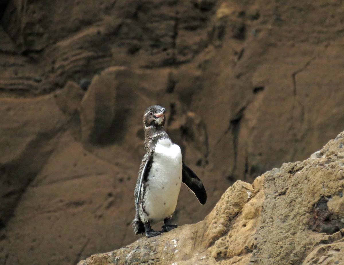 Galapagos Penguin - ML642761532