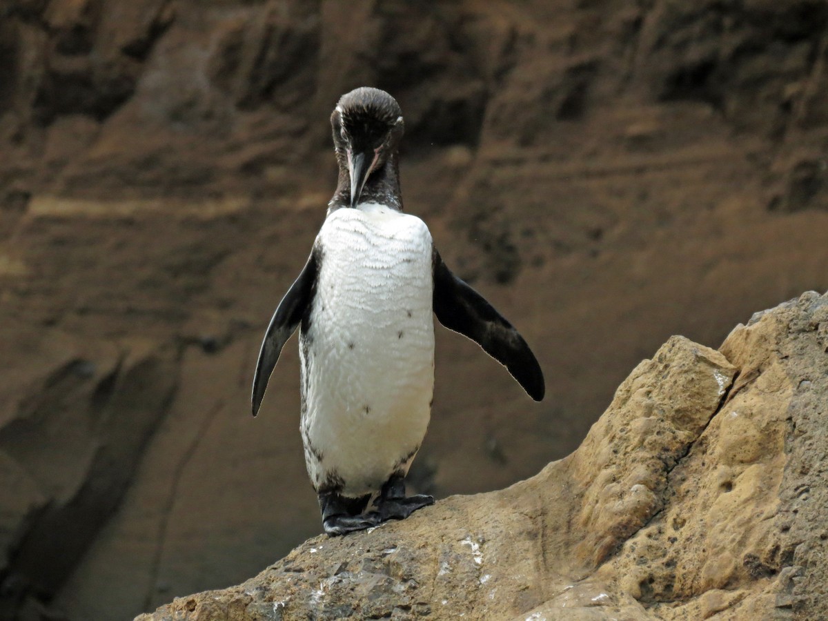 Galapagos Penguin - ML642761533