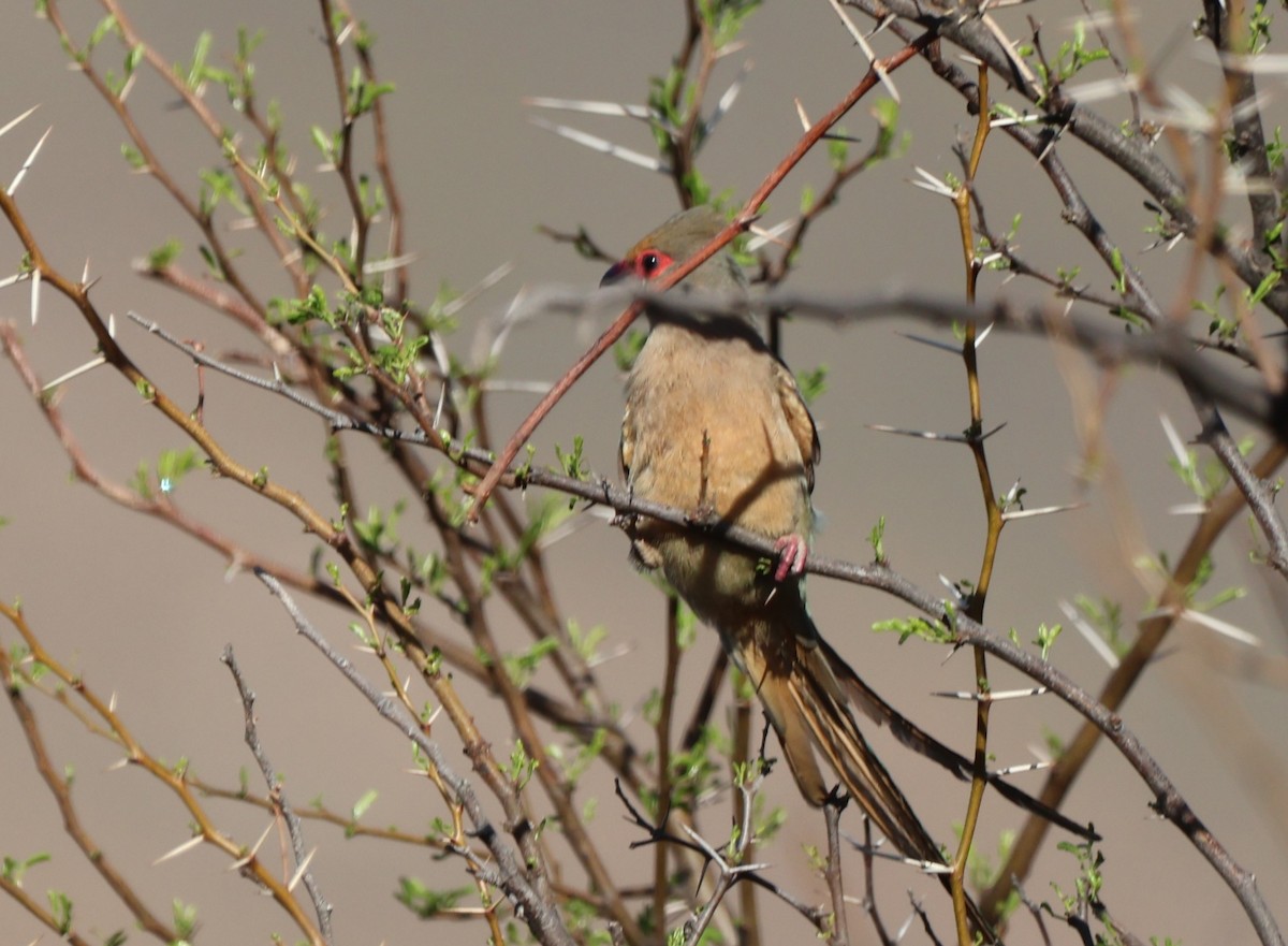 Red-faced Mousebird - ML642761545