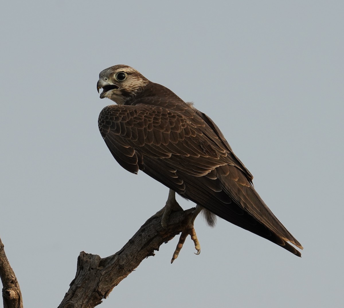 rajafalk - ML642761552
