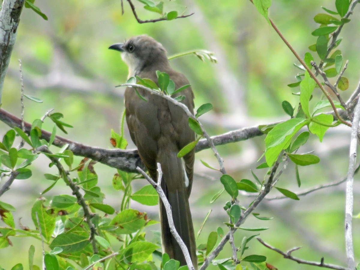 Dark-billed Cuckoo - ML642761564