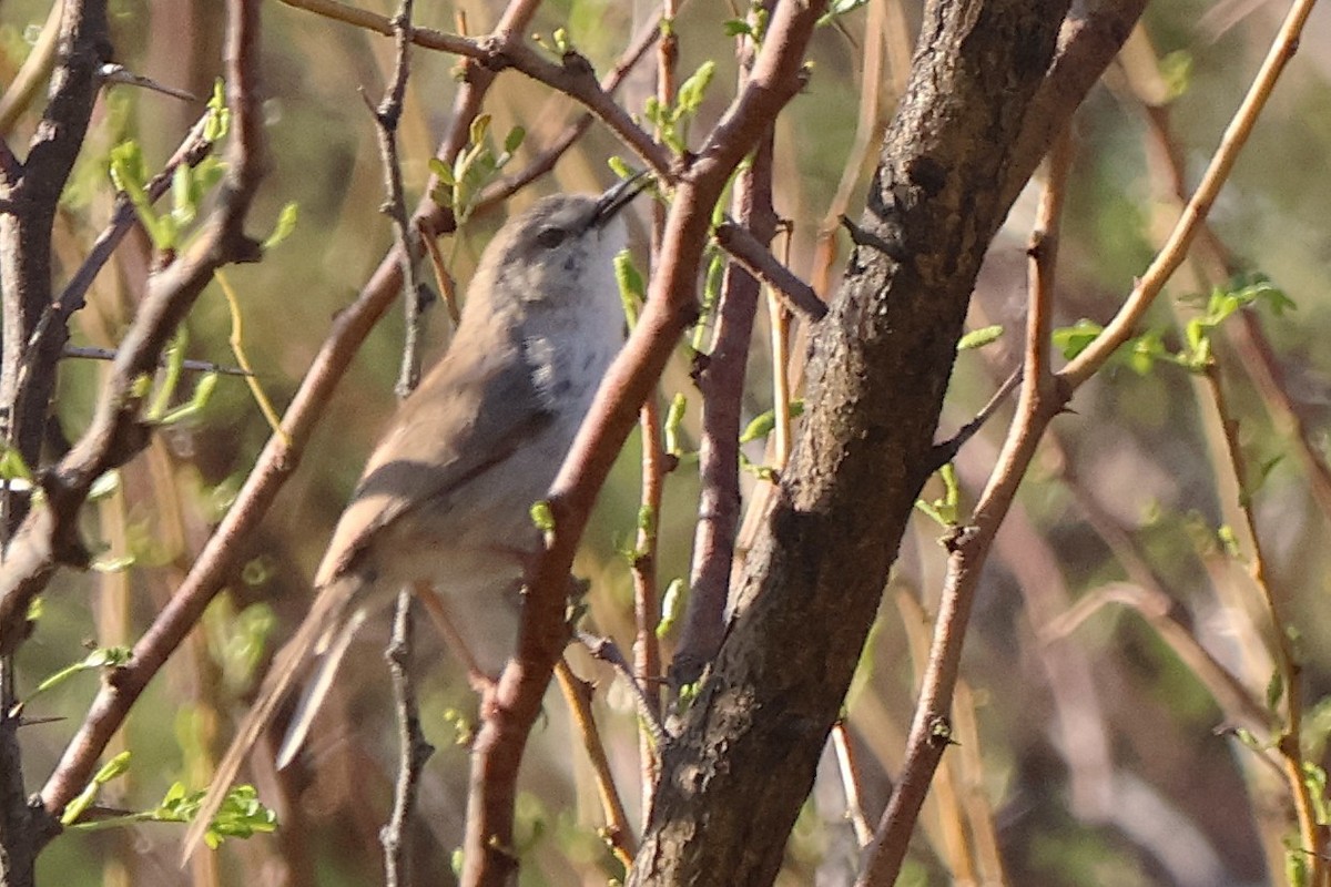 Namaqua Warbler - ML642761572