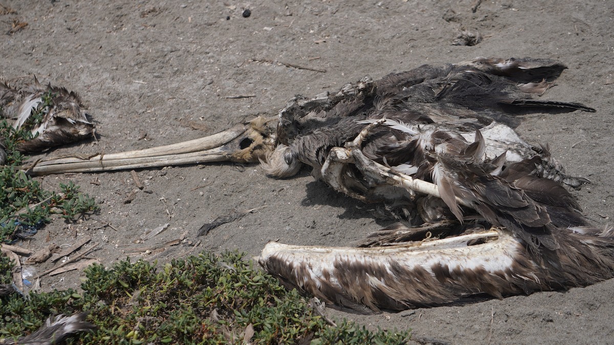 Peruvian Pelican - ML642761574