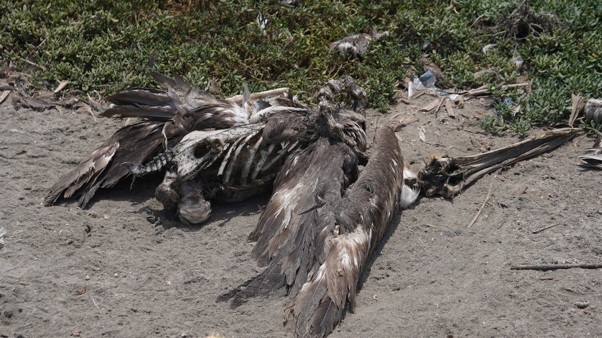 Peruvian Pelican - ML642761575