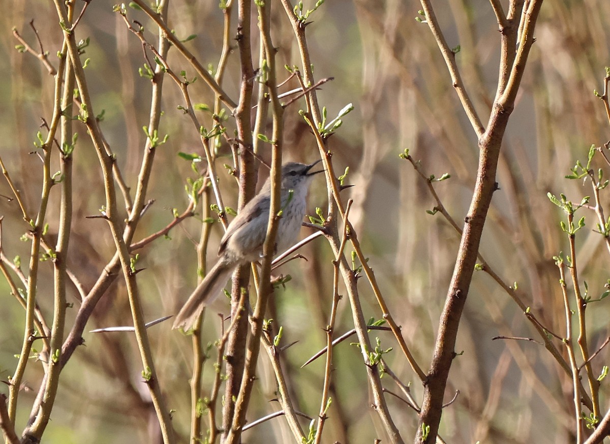 Namaqua Warbler - ML642761579
