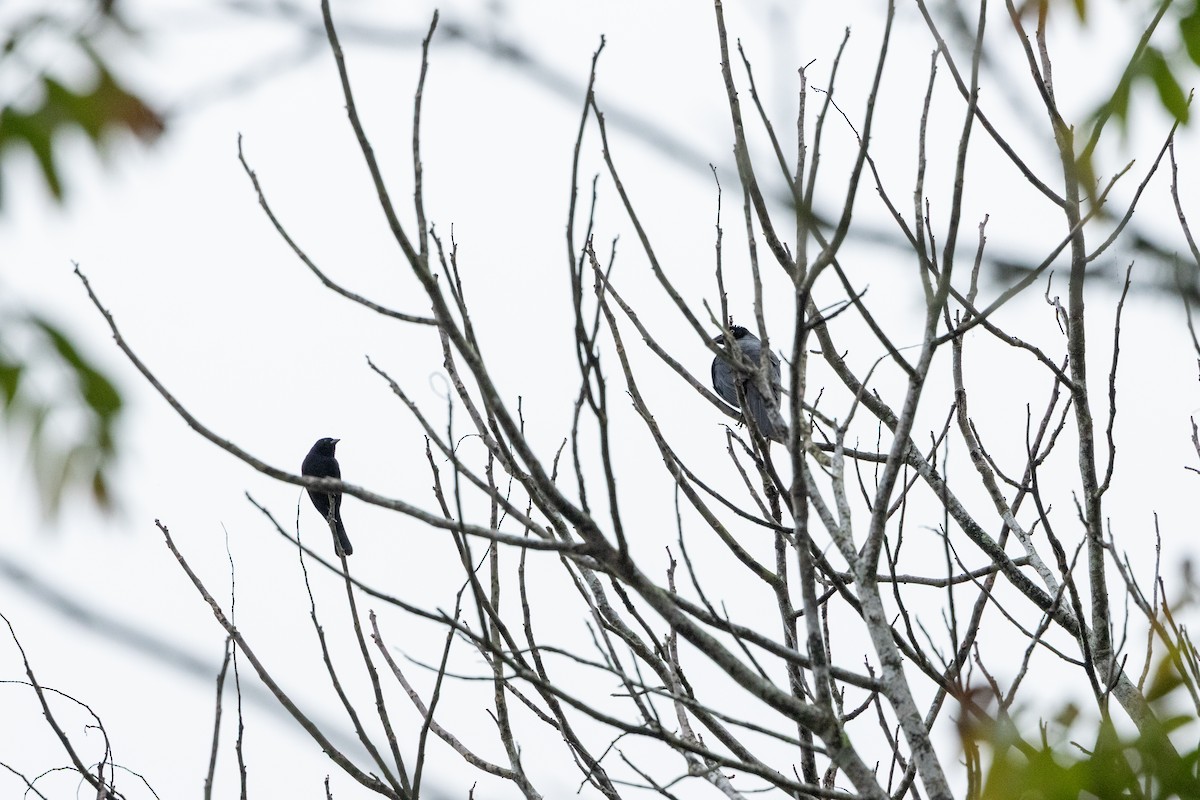 Shiny Cowbird - ML642761582