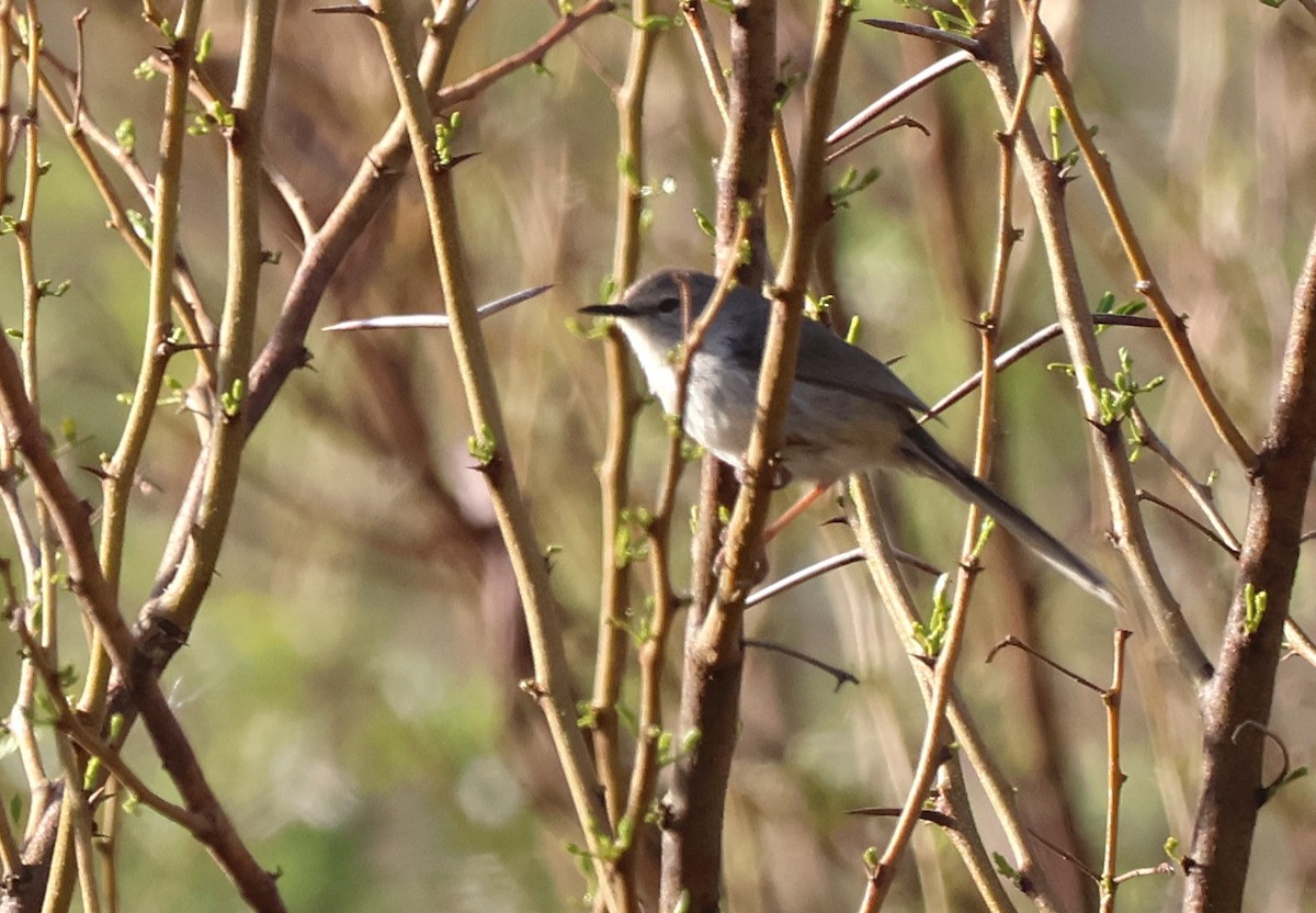 Namaqua Warbler - ML642761584
