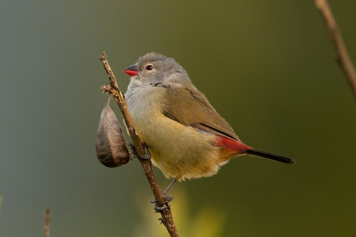 Yellow-bellied Waxbill - ML642761591
