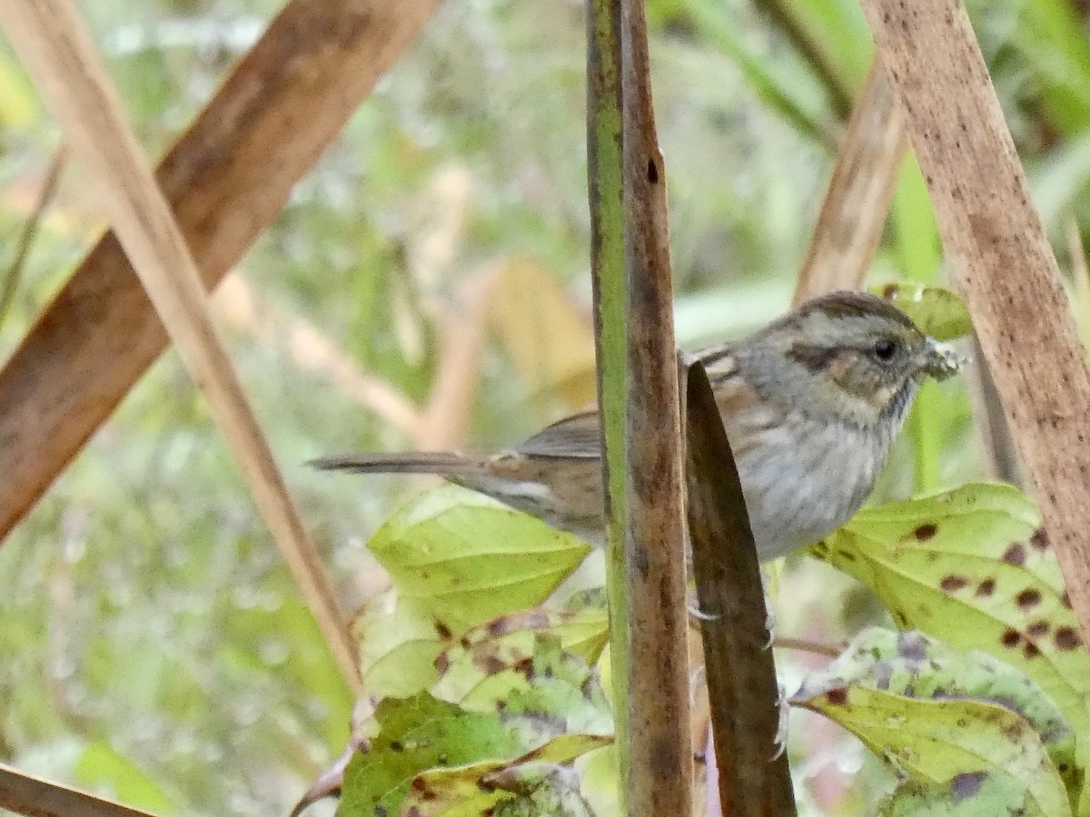 Swamp Sparrow - ML642761595