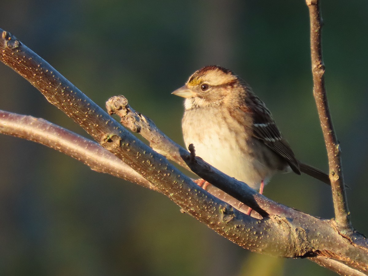 White-throated Sparrow - ML642761598