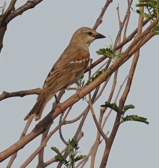 Yellow-throated Sparrow - ML642761601