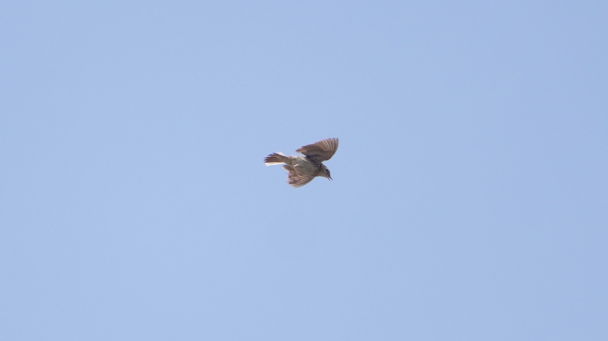 Peruvian Pipit - ML642761608