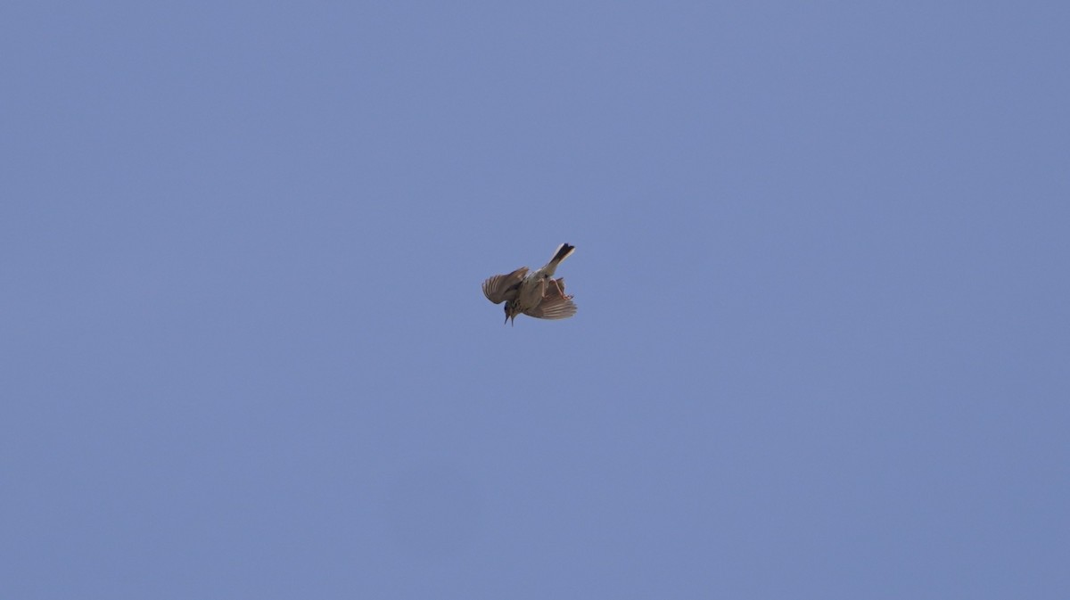 Peruvian Pipit - ML642761609