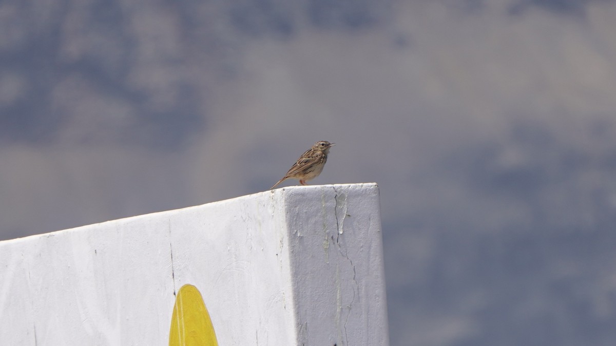 Peruvian Pipit - ML642761610