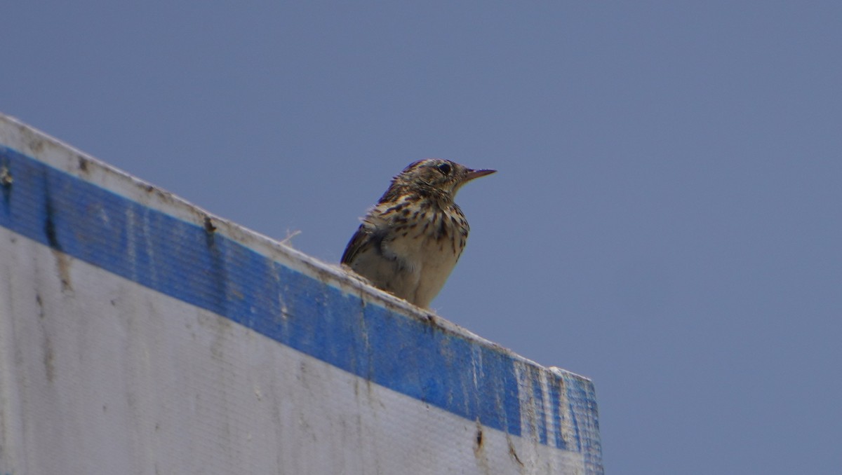 Peruvian Pipit - ML642761611