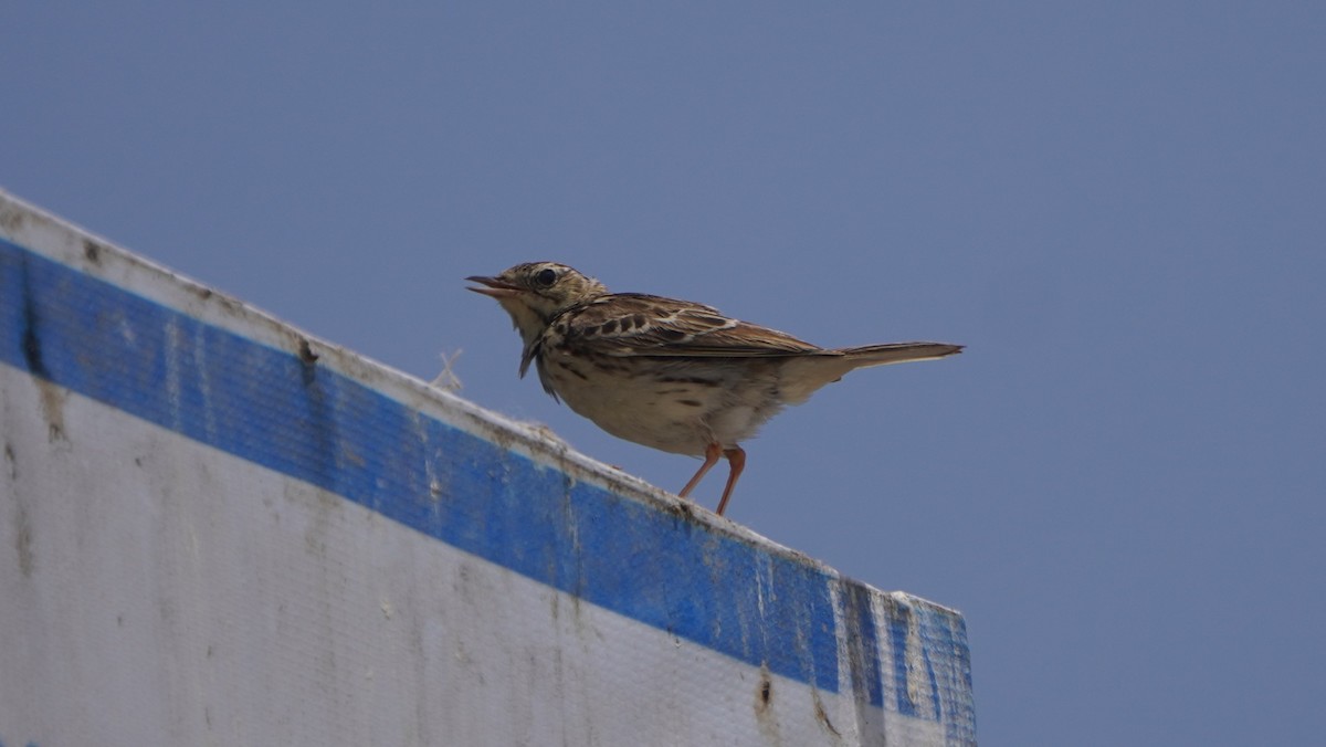 Peruvian Pipit - ML642761612