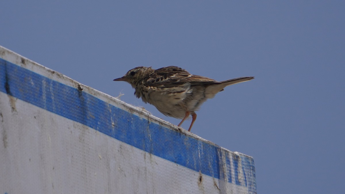 Peruvian Pipit - ML642761613