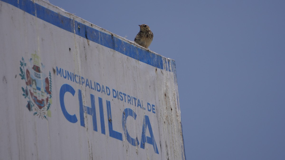 Peruvian Pipit - ML642761616