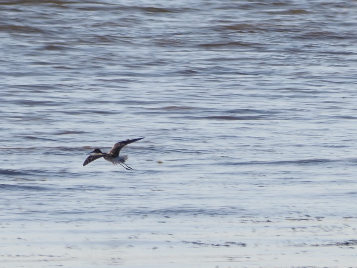 Greater Yellowlegs - ML642761617