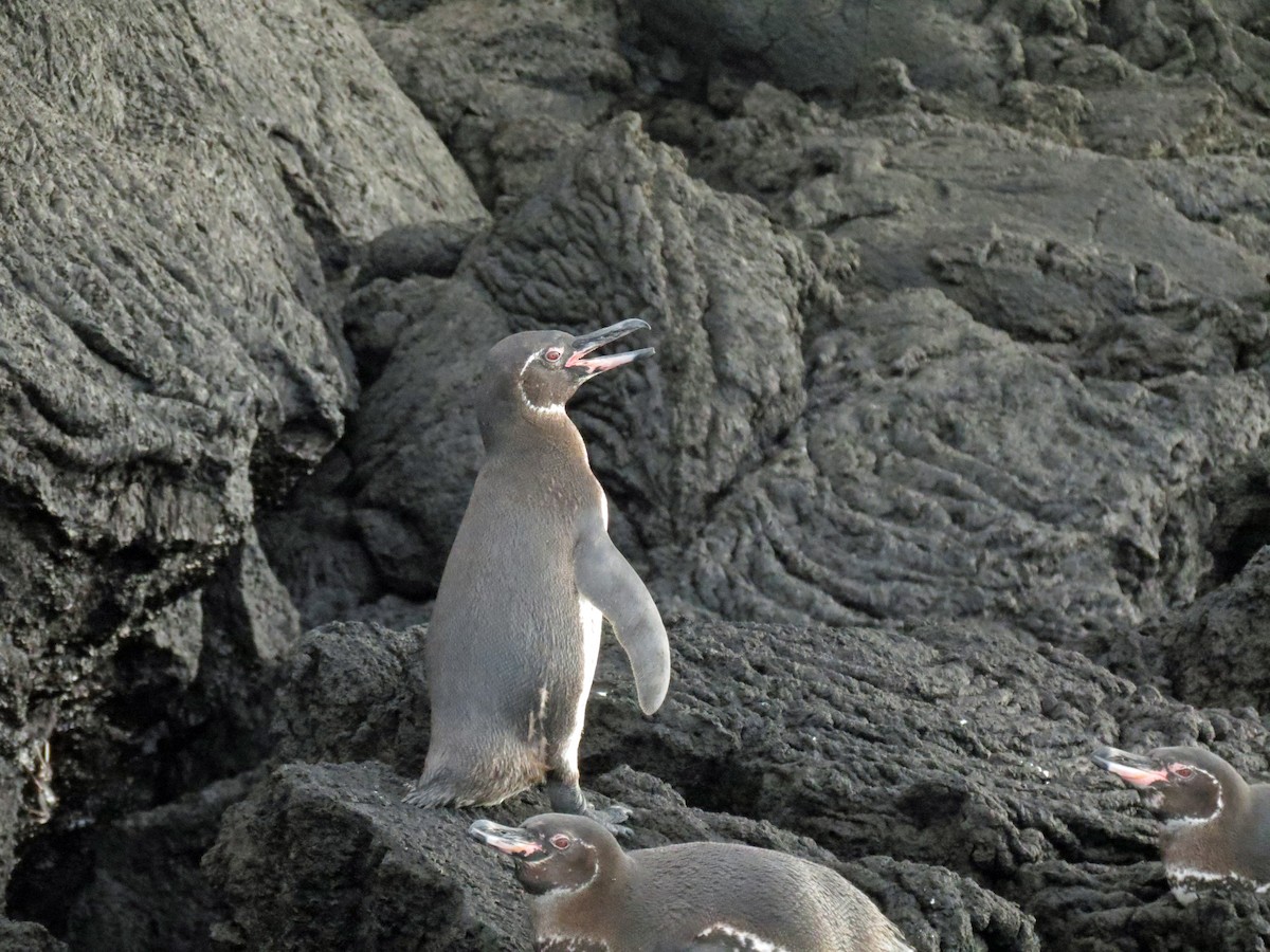Galapagos Penguin - ML642761619