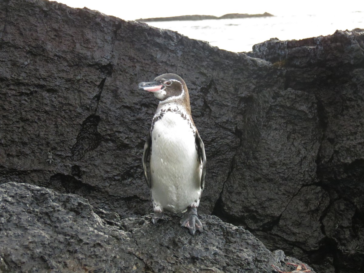 Galapagos Penguin - ML642761620