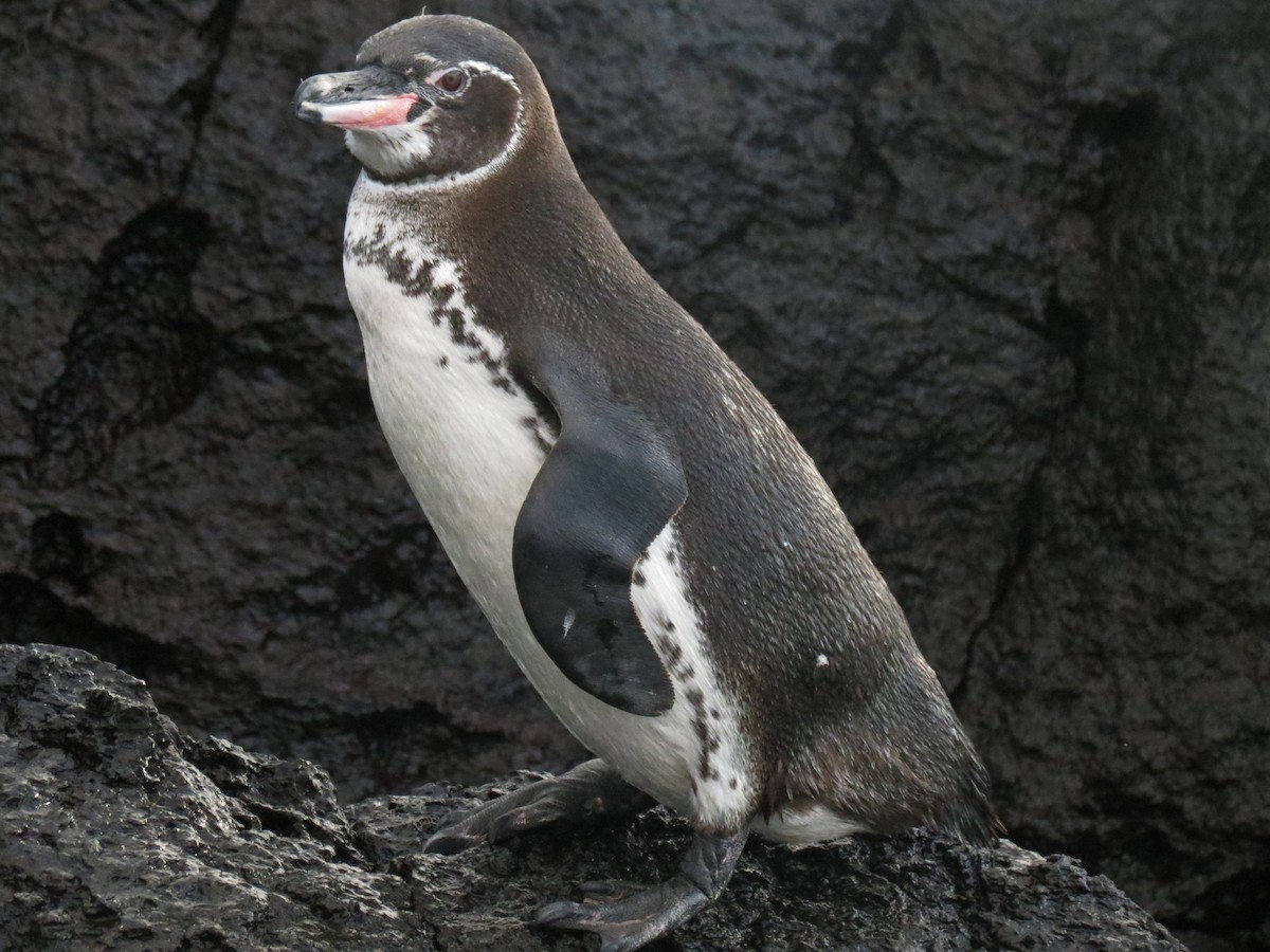 Galapagos Penguin - ML642761621