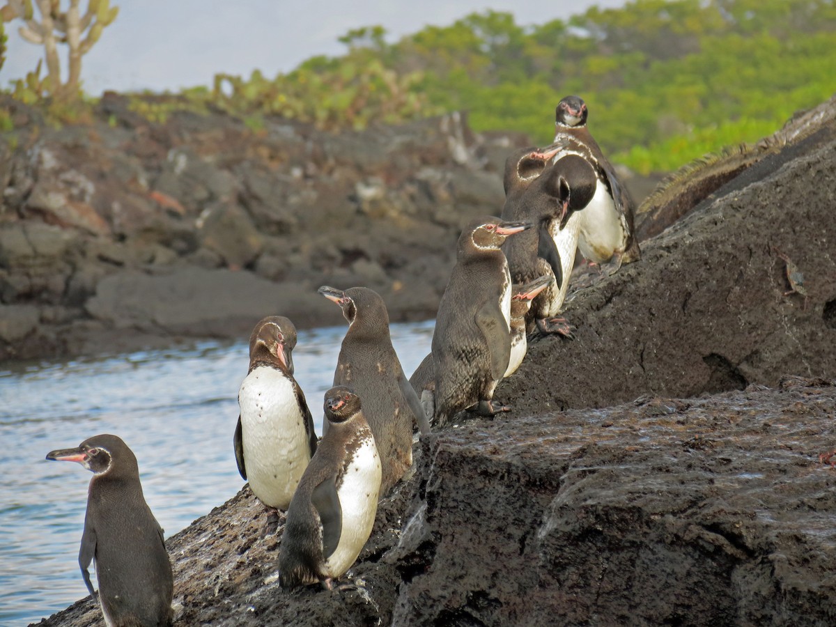 Galapagos Penguin - ML642761622
