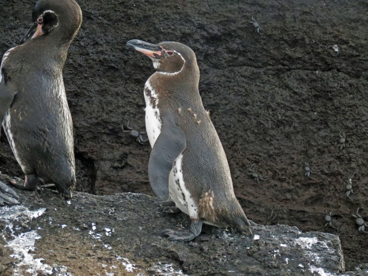 Galapagos Penguin - ML642761623