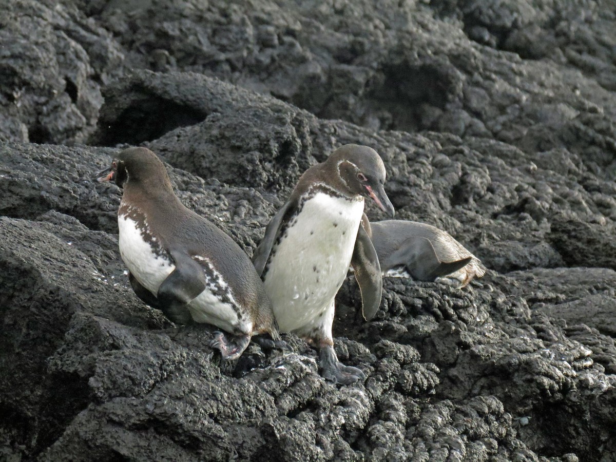 Galapagos Penguin - ML642761624