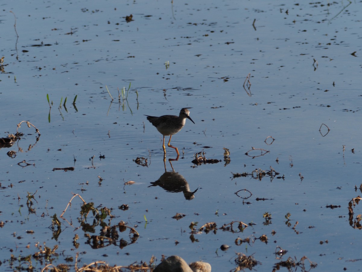 Greater Yellowlegs - ML642761634